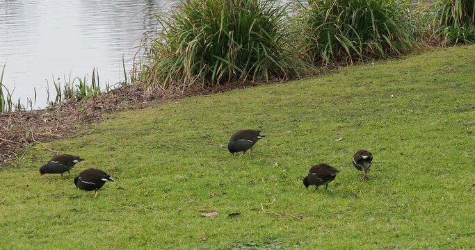 Gallinula chloropus - Common moorhens or swamp chickens pecking in a vegetated marsh environment 
