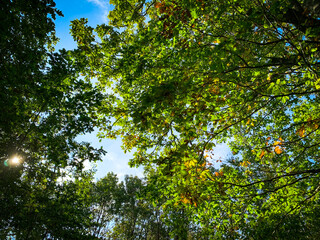 Forêt d'été. des branches avec feuilles vertes