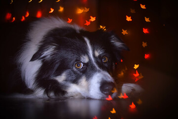 Christmas photo of border collie. Photo from photo studio with Christmas light background.
