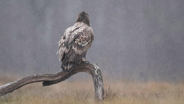 Sea eagle / white tailed eagle ( Haliaeetus albicilla)	