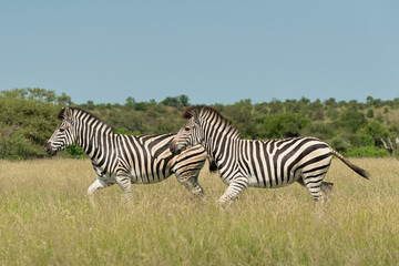 Two plains zebras - Equus quagga - running through savanna with green-yellow grass and sky in background. Photo from Kruger National Park in South Africa.