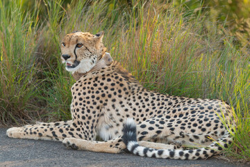 Cheetah - Acinonyx jubatus lying on road with green grass in background. Photo from Kruger National Park in South Afrcia.