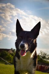 Dog is playing outside in the grass. He is so crazy dog on trip.