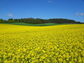 Obraz premium Rapeseed Field Landscape - Agriculture