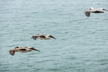 Pelicans flying over San Francisco Bay, fog, California, USA
