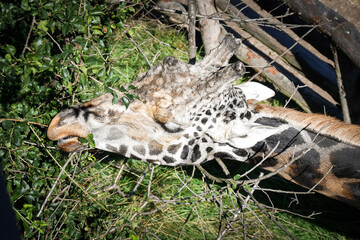 Angolan giraffe (Giraffa camelopardalis angolensis), also known as Namibian giraffe. Zoo animal.