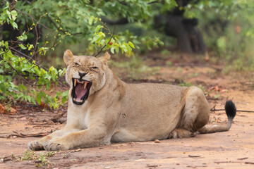 Fototapeta na wymiar Yawning lioness - Panthera leo, male with open mouth. Photo from Kruger National Park in South Africa.