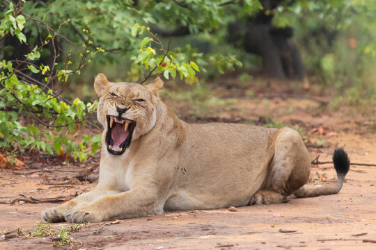 Yawning lioness - Panthera leo, male with open mouth. Photo from Kruger National Park in South Africa.