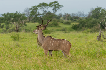 Greater kudu - Tragelaphus strepsiceros standing in green grass. Photo from Kruger National Park in South Africa.
