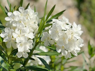 White flowers oleander in bloom.