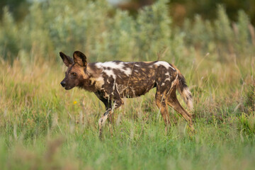 African wild dog - Lycaon pictus, painted dog or Cape hunting dog walking in green grass. Photo from Kruger National Park in South Africa.