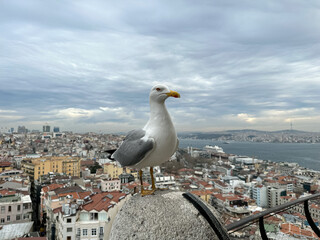 Curious seagull bird on top of Galata tower with Istanbul old town view on a background. A seagull is watching Istanbul from Galata tower. Big curious bird. no people