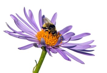 fly sitting on flower isolated on white