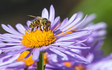 bee honeybee Apis Mellifera honey insect flower
