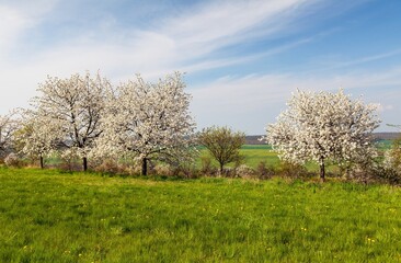 flowering cherry trees in latin Prunus cerasus