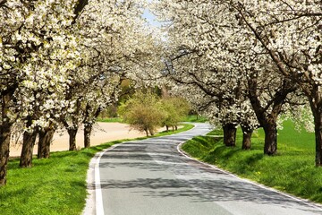 road and alley of flowering cherry trees Prunus cerasus