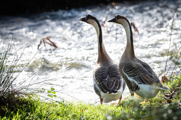 Two geese near a river in the middle of nature