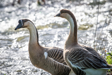 Two geese near a river in the middle of nature