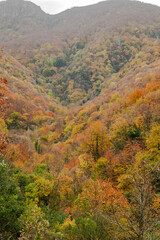 colorful forest in autumn , colorful autumn season background