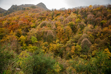 colorful forest in autumn , colorful autumn season background