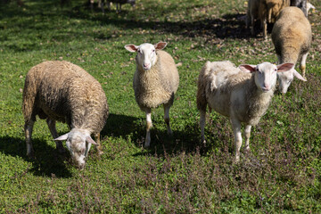 Fototapeta 3 moutons curieux obraz