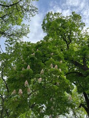 Blossoming chestnut trees in the spring park. White horse chestnut. Conker tree, Aesculus hippocastanum.
