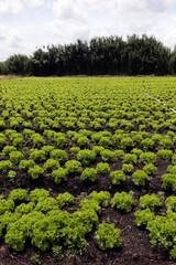 Fototapeta na wymiar Lettuce plantation in familiar farm.. Countryside of Sao Paulo state, Brazil