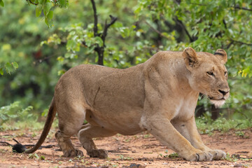Obraz premium Lioness - Panthera leo, female with green vegetation in background. Photo from Kruger National Park in South Africa. 