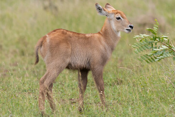 Waterbuck - Kobus ellipsiprymnus, goatling with green background. Photo from Kruger National Park.