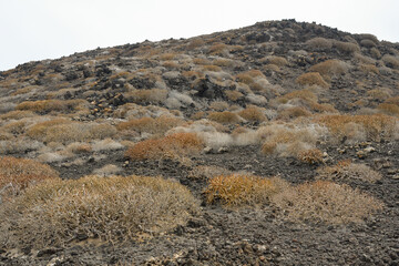 Volcanic slope colonized by tabaiba in Lanzarote