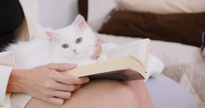 woman stroking cute little fluffy white domestic cat while reading a book on sofa in living room , owner enjoy spend free time petting animals at home, Relationship between pets and people