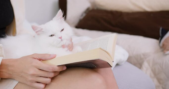 woman stroking cute little fluffy white domestic cat while reading a book on sofa in living room , owner enjoy spend free time petting animals at home, Relationship between pets and people