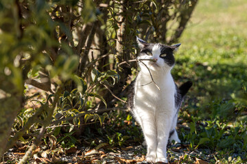 Portrait of a beautiful adult young black and white cat with big yellow eyes is on the blurred green background