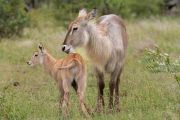 Naklejka na ściany i meble Waterbuck - Kobus ellipsiprymnus, cute goatling with mother with green background. Photo from Kruger National Park.