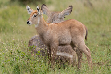 Waterbuck - Kobus ellipsiprymnus, goatling with mother with green background. Photo from Kruger National Park.
