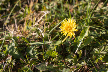 Fototapeta premium One yellow dandelion head is on a beautiful blurred green background