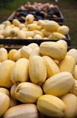 Courges butternut