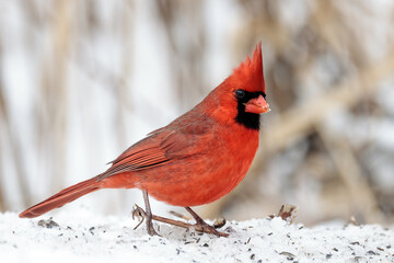 A male northern cardinal walks across the snow searching for bird seed to eat