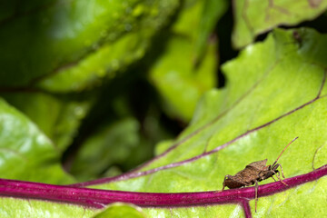 A brown imago of dock bug resting on the red midvein of a beetroot leaf  in the corner of the photo with blurred other beetroot leaves in the background.