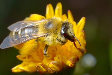 Hairy bee of the dasypoda genus with pollen on it sitting on a sow thistles flower.