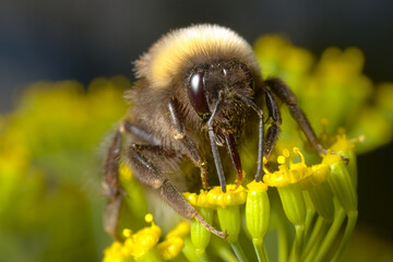 Bumblebee drinking nectar from a dill flower.