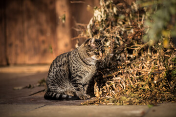 Obraz premium Cute tabby european shorthair cat sitting near cut plants branches and looking intently on the floor.