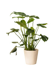 Fototapeta na wymiar Cut out monstera plant in a pot, home decoration isolated