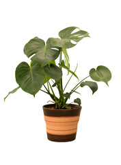 Cut out monstera plant in a pot, home decoration isolated © Asier