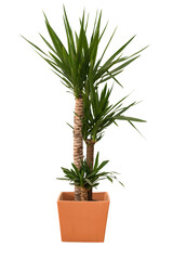 Cut out yuca plant in a pot, home decoration isolated