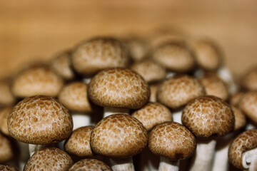 Fresh raw brown shimiji or shimeji mushrooms selective focus. Hypsizygus tessulatus is a mushroom native to East Asia. Vegetarian vegan healthy food plant. Beech mushroom backdrop