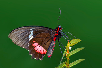  Macro shots, Beautiful nature scene. Closeup beautiful  Parides aglaope  butterfly sitting on the flower in a summer garden.