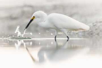 Adult Snowy egret (egretta thula) feeding on small crustaceans on beach in Naples Florida, USA