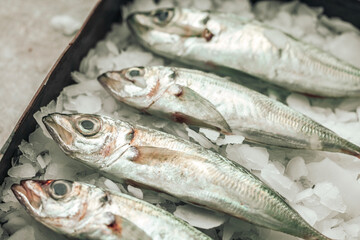four raw seabass fish on ice ready to be cooked