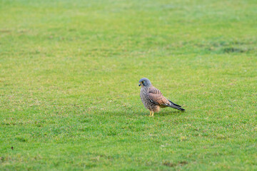 Falcon flying away above green grass